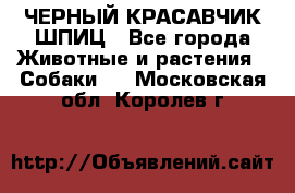ЧЕРНЫЙ КРАСАВЧИК ШПИЦ - Все города Животные и растения » Собаки   . Московская обл.,Королев г.
